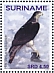 African Hawk-Eagle Aquila spilogaster