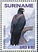 Black Eagle Ictinaetus malaiensis