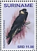 Yellow-tailed Black Cockatoo Zanda funerea