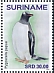 Gentoo Penguin Pygoscelis papua