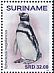 Magellanic Penguin Spheniscus magellanicus