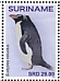 Snares Penguin Eudyptes robustus