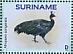 Surinam 2023 Peafowls 