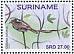 Long-tailed Tyrant Colonia colonus
