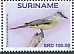 Tropical Kingbird Tyrannus melancholicus