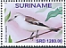 White-rumped Monjita Xolmis velatus