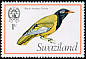 Black-headed Oriole Oriolus larvatus