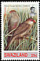 Common Waxbill Estrilda astrild  1993 Common Waxbill 