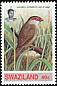 Common Waxbill Estrilda astrild  1993 Common Waxbill 