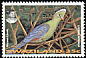 Knysna Turaco Tauraco corythaix  1995 Turacos 