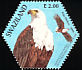 African Fish Eagle Haliaeetus vocifer