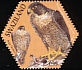 Peregrine Falcon Falco peregrinus