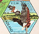 African Fish Eagle  Haliaeetus vocifer