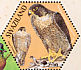 Peregrine Falcon Falco peregrinus