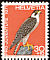 Peregrine Falcon Falco peregrinus