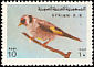 European Goldfinch Carduelis carduelis