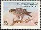 Peregrine Falcon Falco peregrinus