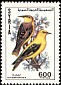 Eurasian Golden Oriole Oriolus oriolus  1991 Birds 