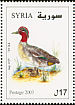 Eurasian Teal Anas crecca  2003 Birds Strip