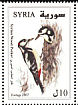 Syrian Woodpecker Dendrocopos syriacus  2007 Birds 