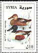 Northern Shoveler Spatula clypeata  2007 Birds 