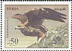 Golden Eagle Aquila chrysaetos