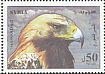 Golden Eagle Aquila chrysaetos  2012 Eagle 