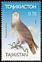 Short-toed Snake Eagle Circaetus gallicus  2001 Birds of prey 