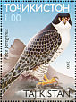 Peregrine Falcon Falco peregrinus