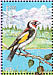 European Goldfinch Carduelis carduelis