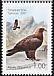 Golden Eagle Aquila chrysaetos  2007 Birds 