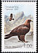 Golden Eagle Aquila chrysaetos