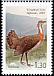 Great Bustard Otis tarda  2007 Birds 