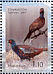Common Pheasant Phasianus colchicus  2007 Birds Sheet, stamps with coloured frames