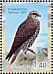 Saker Falcon Falco cherrug