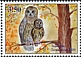 Tawny Owl Strix aluco