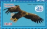 White-tailed Eagle Haliaeetus albicilla