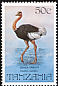 Common Ostrich Struthio camelus  1982 Birds 