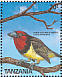 Black-collared Barbet Lybius torquatus  1989 Birds Sheet
