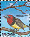 Black-collared Barbet Lybius torquatus