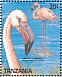 Greater Flamingo  Phoenicopterus roseus