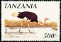 Common Ostrich Struthio camelus  1990 Birds 