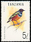 Superb Starling Lamprotornis superbus  1992 Birds 