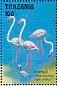 Greater Flamingo Phoenicopterus roseus