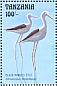 Black-winged Stilt Himantopus himantopus