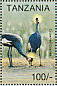 Black Crowned Crane Balearica pavonina