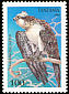 Western Osprey Pandion haliaetus  1994 Birds of prey 