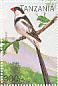 Pin-tailed Whydah Vidua macroura