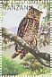 Cape Eagle-Owl Bubo capensis