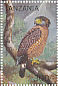 Philippine Serpent Eagle Spilornis holospilus